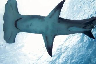 Brasileiro cria método que evita pesca acidental de tubarões e raias; saiba mais!