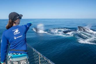 Temporada de observação de baleias inicia no Rio de Janeiro