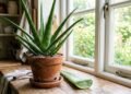 A babosa (Aloe vera) pode ser cultivada perto da cozinha e possui gel estudado para aplicações tópicas, mas não substitui os primeiros cuidados corretos diante de uma queimadura