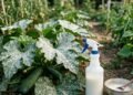 Leite contra oídio em folhas de abobrinha e pepino