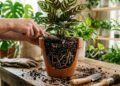 O carvão vegetal nas plantas pode modificar propriedades do substrato, mas não substitui drenagem e rega adequadas