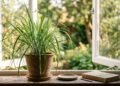 A citronela verdadeira pode liberar compostos aromáticos no ambiente, mas o simples cultivo em vasos não cria uma barreira garantida contra mosquitos