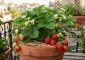 O morango em vaso pode florescer e frutificar por meses quando recebe boa luz, drenagem eficiente e manejo equilibrado da umidade