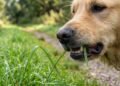 Por que cães comem plantas mesmo sem sinais de doença