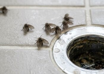 As mosquinhas do ralo costumam surgir perto de encanamentos onde matéria orgânica úmida cria condições favoráveis para o desenvolvimento das larvas