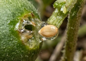 Como o pepino Ecballium elaterium dispara suas sementes