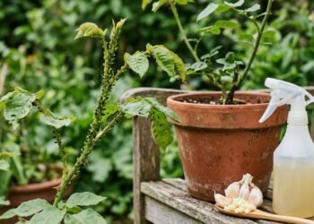 Alho contra pragas em plantas atacadas por pulgões