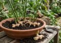 O gengibre em vaso nasce de pedaços de rizoma com gemas e se desenvolve lateralmente sob o substrato durante os meses de cultivo