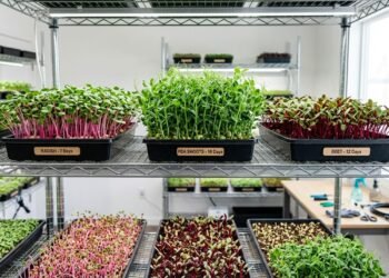 Os microverdes permitem produzir hortaliças jovens de alto valor visual em espaços pequenos e com ciclos rápidos de cultivo