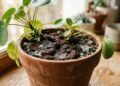 Borra de café nas plantas e o risco do excesso