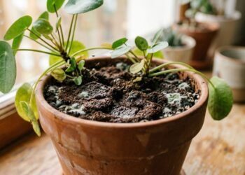 Borra de café nas plantas e o risco do excesso