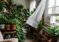 Plantas em casa não substituem ventilação na limpeza do ar