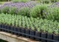 As mudas de lavanda francesa (Lavandula dentata) podem ser produzidas em recipientes pequenos e organizadas em lotes padronizados para floriculturas, viveiros e projetos de paisagismo