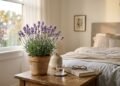 A lavanda Lavandula angustifolia ganhou fama nos quartos pelo aroma relaxante, mas o efeito de um vaso vivo é diferente da aromaterapia com óleo essencial