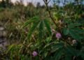 O movimento das folhas pode fazer parte de um ritmo fisiológico normal, como a nictinastia observada em espécies que mudam de posição entre o dia e a noite