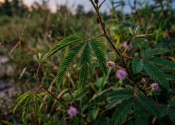 O movimento das folhas pode fazer parte de um ritmo fisiológico normal, como a nictinastia observada em espécies que mudam de posição entre o dia e a noite