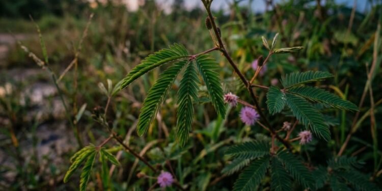 O movimento das folhas pode fazer parte de um ritmo fisiológico normal, como a nictinastia observada em espécies que mudam de posição entre o dia e a noite