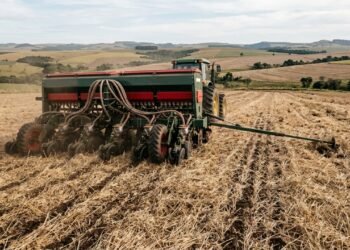 Milho estratégico sustenta três ciclos anuais em 5 mil hectares