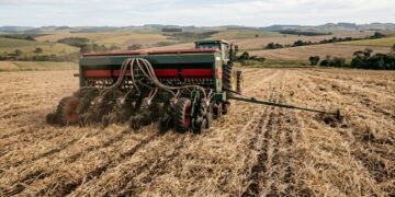 Milho estratégico sustenta três ciclos anuais em 5 mil hectares
