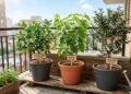 A produção de mudas frutíferas anãs pode atender varandas e pequenos quintais com plantas selecionadas por porte, cultivar e manejo adequado para cultivo em recipientes
