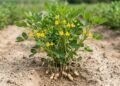 O amendoim floresce acima da terra, mas seus ginóforos conduzem os ovários fecundados para o solo onde as vagens começam a se formar