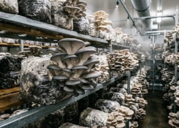 O cultivo de cogumelos Pleurotus aproveita espaços pequenos, mas depende de controle ambiental e manejo cuidadoso para produzir com regularidade