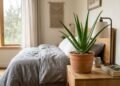 A babosa Aloe vera pode decorar o quarto, mas seu metabolismo CAM não transforma a planta em um umidificador natural durante a noite