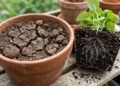 Terra vegetal no vaso e o risco de compactação