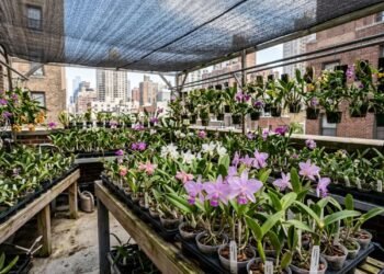 A produção de mini-orquídeas como Cattleya walkeriana aproveita bem espaços reduzidos com bancadas, vasos pequenos e estruturas suspensas, desde que luz, ventilação e drenagem sejam controladas
