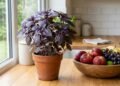 O manjericão-roxo (Ocimum basilicum) acrescenta aroma e valor ornamental à cozinha, mas seu efeito sobre drosófilas deve ser apenas complementar ao controle das fontes de alimento