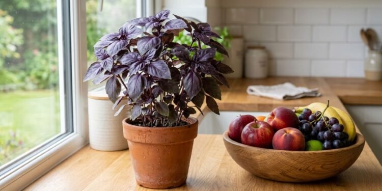 O manjericão-roxo (Ocimum basilicum) acrescenta aroma e valor ornamental à cozinha, mas seu efeito sobre drosófilas deve ser apenas complementar ao controle das fontes de alimento