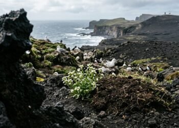 Como Surtsey virou laboratório da colonização da vida