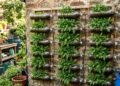 A rúcula hidropônica (Eruca sativa) aparece cultivada em garrafas PET reaproveitadas presas a uma parede iluminada, mostrando como um muro do quintal pode receber uma pequena estrutura de produção sem solo