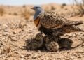Como o cortiçol-de-namaqua carrega água nas penas