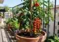 Plantar tomate-cereja em vaso exige espaço para as raízes, bastante sol, tutoramento e manejo regular de água e nutrientes para sustentar a produção