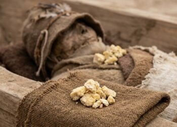 O alimento preservado abriu uma janela rara para os hábitos alimentares de uma população antiga