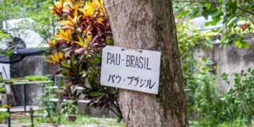 Por que uma simples árvore marcou tanto a história do Brasil?