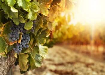 Você conhece a “uva brasileira”? Nativa das terras mineiras!