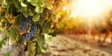 Você conhece a “uva brasileira”? Nativa das terras mineiras!