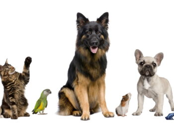 As 5 Cidades Mais Pet-Friendly do Brasil!
