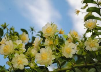 Você não vai acreditar nos benefícios de saúde de uma planta tão simples!