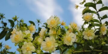 Você não vai acreditar nos benefícios de saúde de uma planta tão simples!