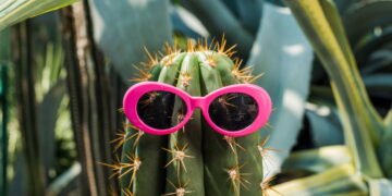 Do Deserto para o Seu Lar: Tudo Sobre o Cultivo de Cactos