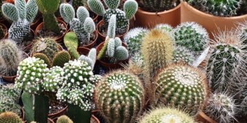 Do Deserto para o Seu Lar: Tudo Sobre o Cultivo de Cactos