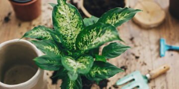 Saiba tudo sobre os cuidados com a Comigo-Ninguém-Pode e tenha uma planta saudável