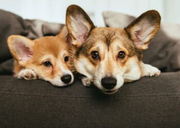 Projeto de Lei visa humanizar a despedida de animais de estimação