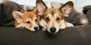 Projeto de Lei visa humanizar a despedida de animais de estimação