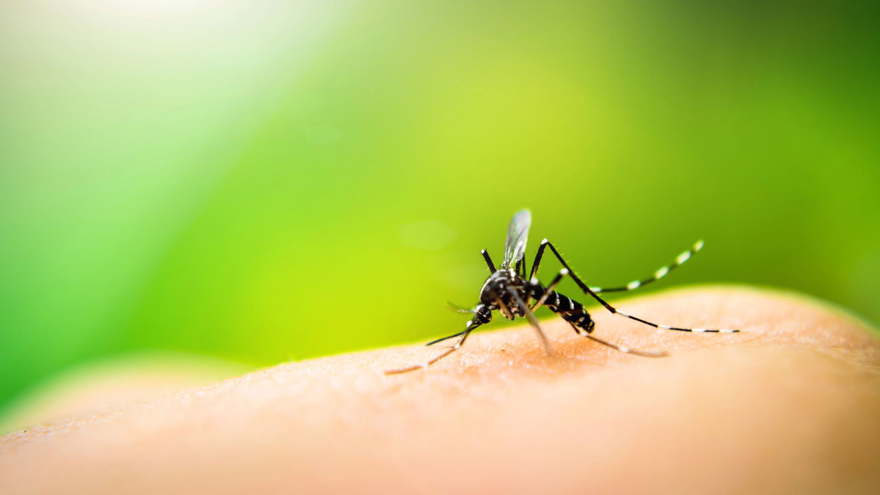 Imagem ilustrativa de Minas Gerais avança na saúde da mulher e no combate à dengue