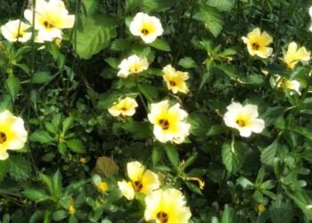 Conheça a Chanana, a Flor Que Une Simplicidade e Sustentabilidade