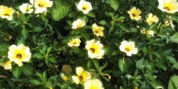 Conheça a Chanana, a Flor Que Une Simplicidade e Sustentabilidade